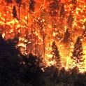Aprovado Plano Municipal de Defesa da Floresta Contra Incêndios