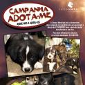 Campanha Adota-me - Ajude-nos a Ajudá-los