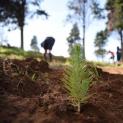 #projeto100árvores do Agrupamento de Escuteiros de Santa Comba Dão - Um quase sucesso